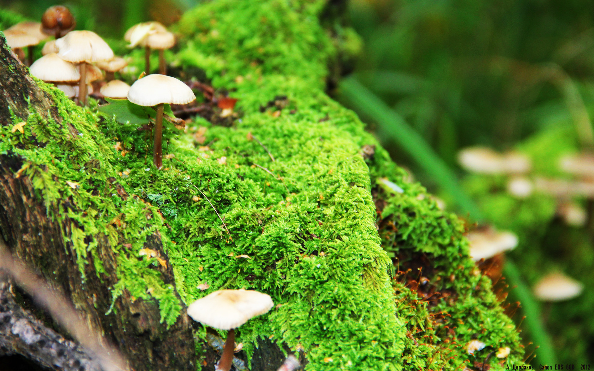 星空体育中国-独行侠完封森林狼，关键一役中东契奇三分雨不断，独行侠东契奇打的什么位置