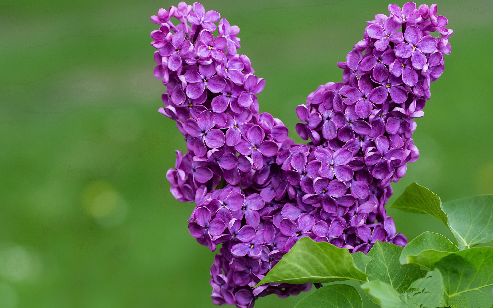 瑞士马术协会引入智能马鞍系统,实现实时数据监测与分析,提升骑乘体验。