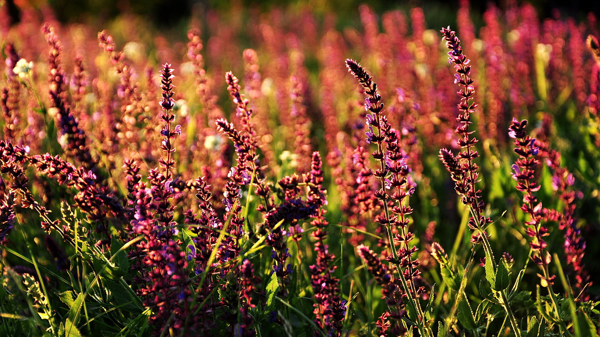 配速调整对蝶泳成绩的影响,配速调整对蝶泳成绩的影响有哪些