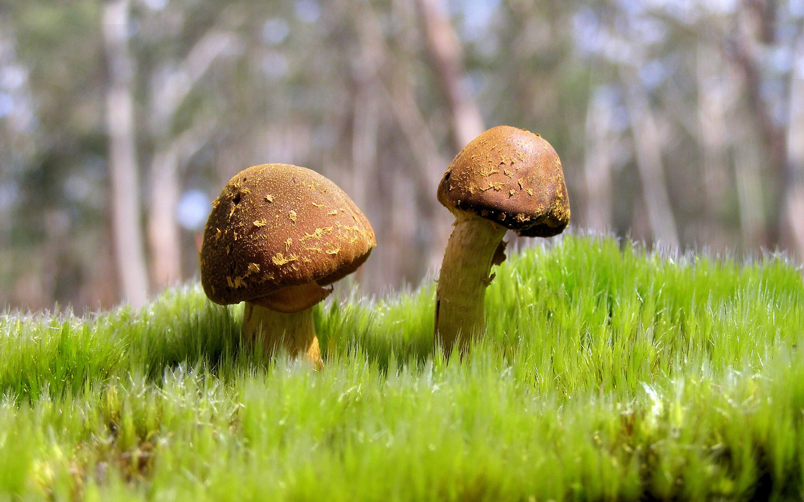 星空体育-南非青训计划大力发展，球员的多样化培养模式崭露头角，南非运动员